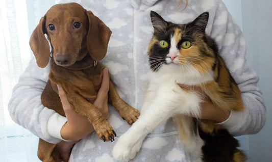 Dogs vs. Cats: Who Really Runs the Show at Home?