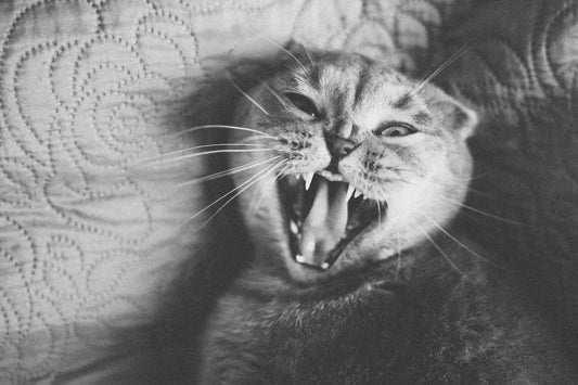 The Purring Phenomenon: Why Cats Crave Cuddles